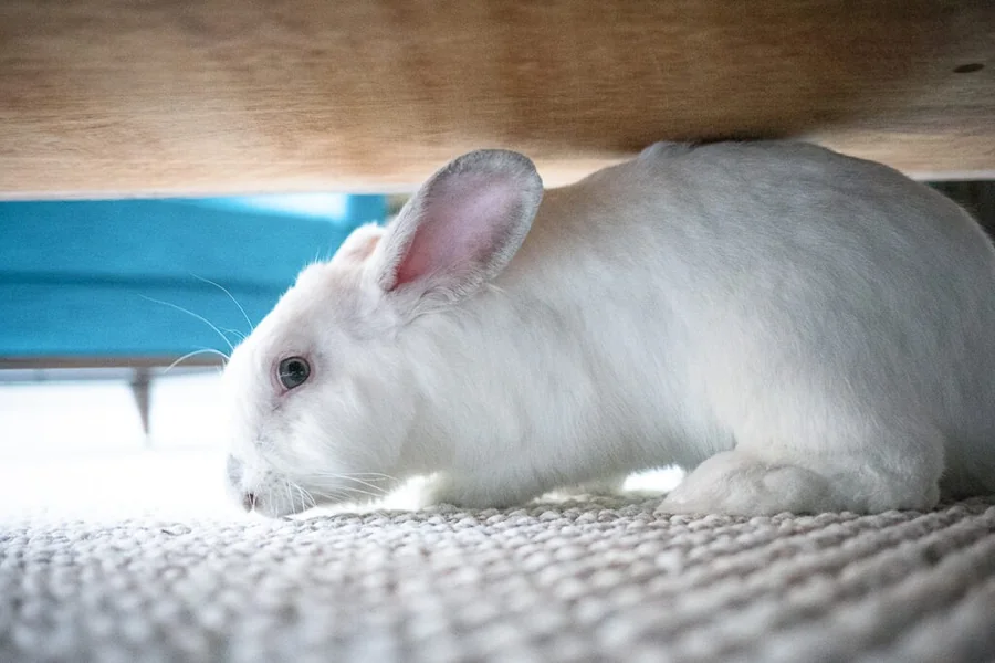 my rabbit is breathing fast and shaking