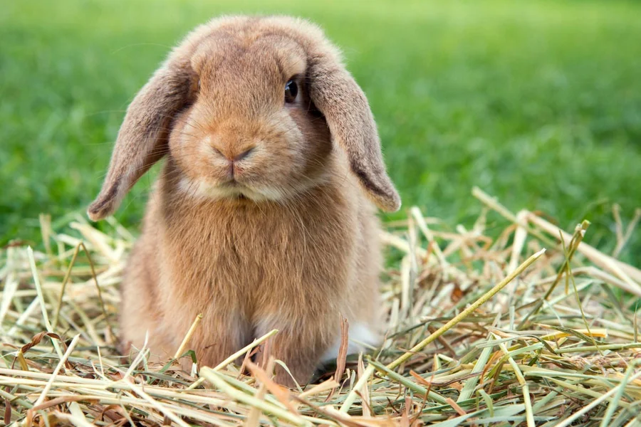 my rabbit is breathing fast and shaking