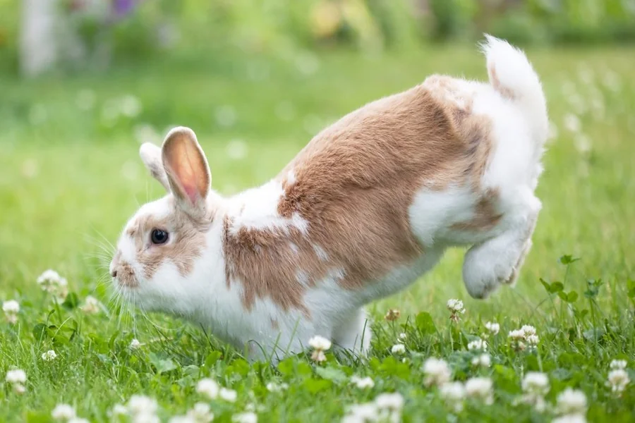 Rabbit Body Language
