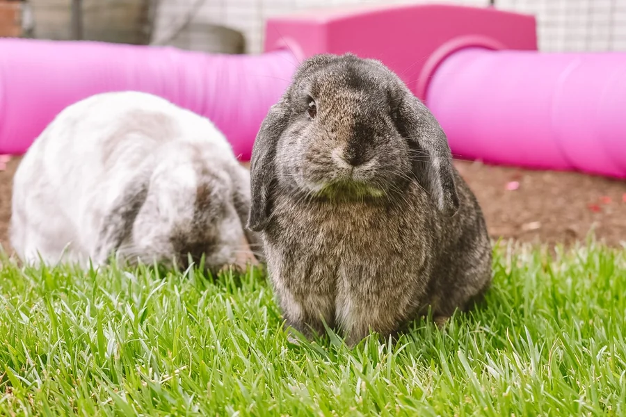 Rabbit Body Language