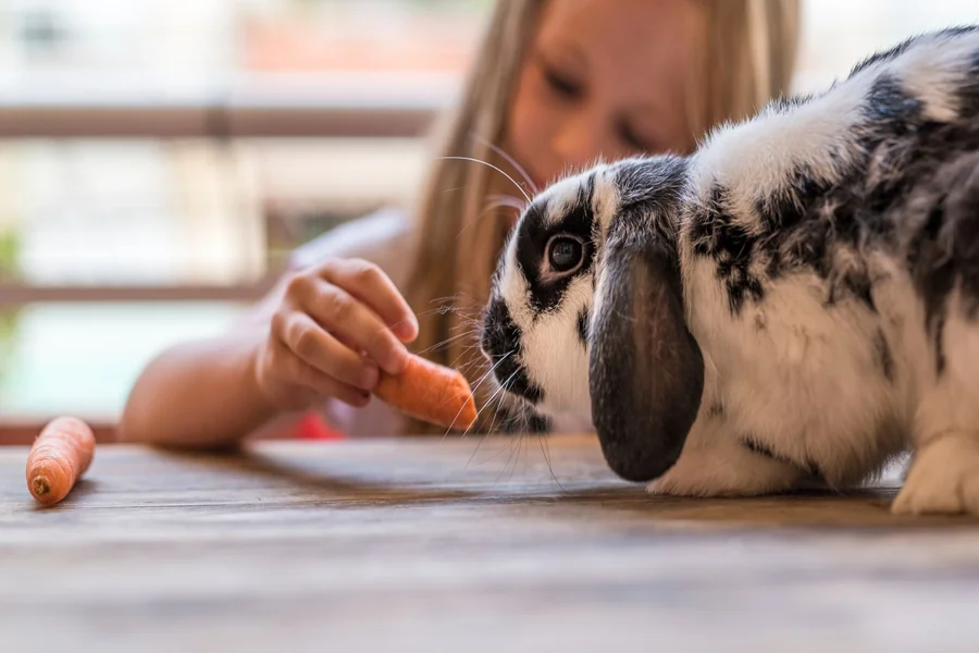 Rabbit Body Language