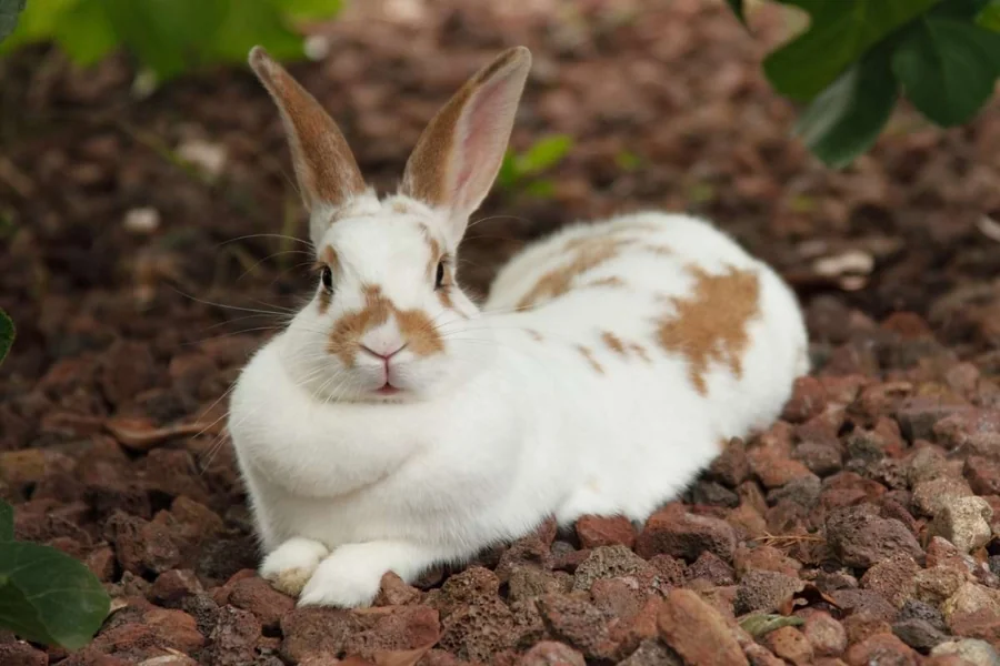 rabbit dewlap