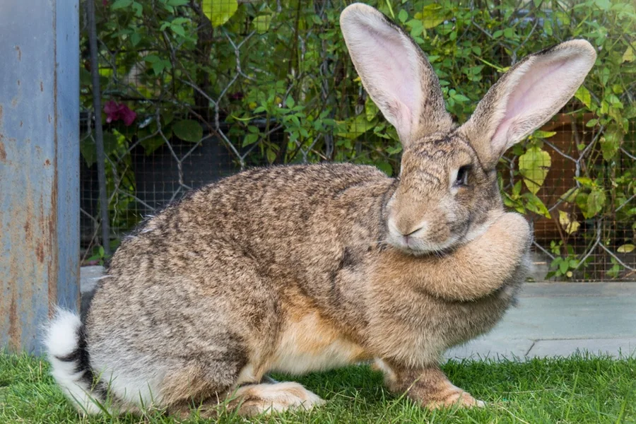rabbit dewlap