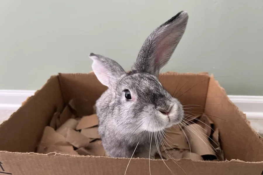 rabbit digging box