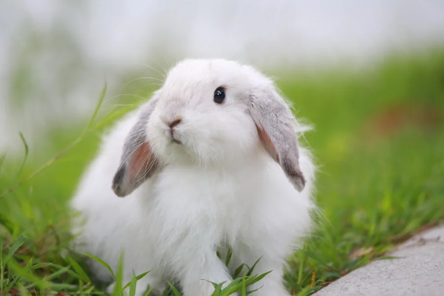 rabbit poop chart
