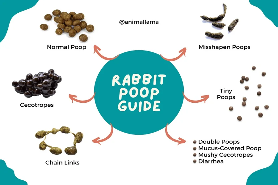 rabbit poop chart