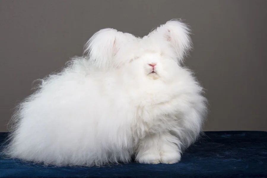rabbit shedding