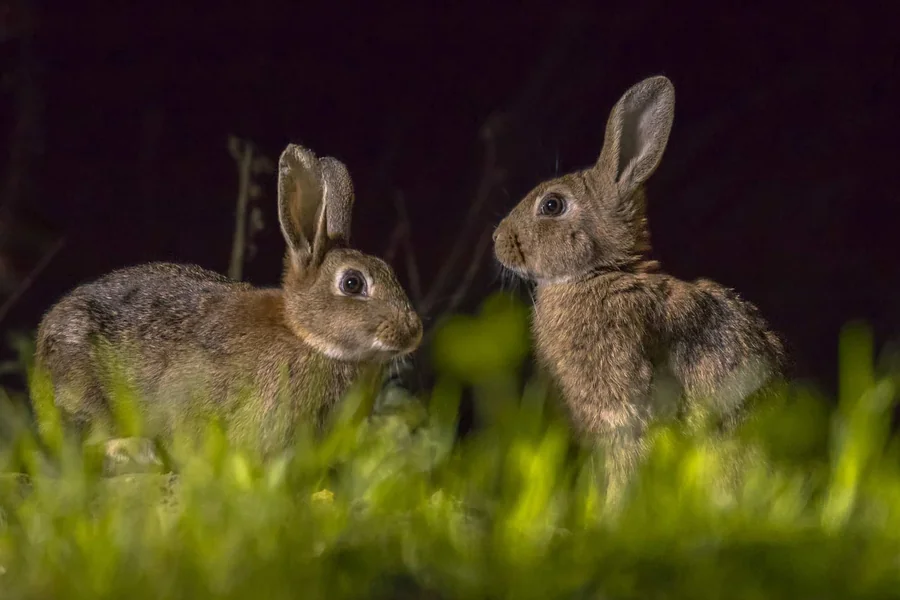 can rabbits see in the dark