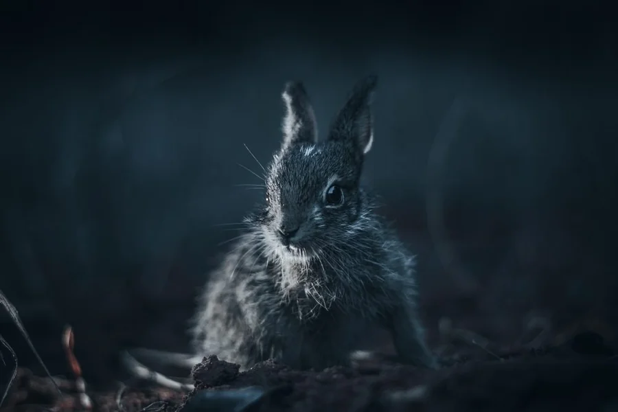 can rabbits see in the dark