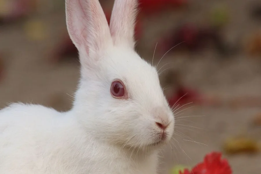 red eyed rabbits