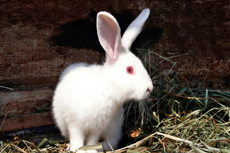 red eyed rabbits
