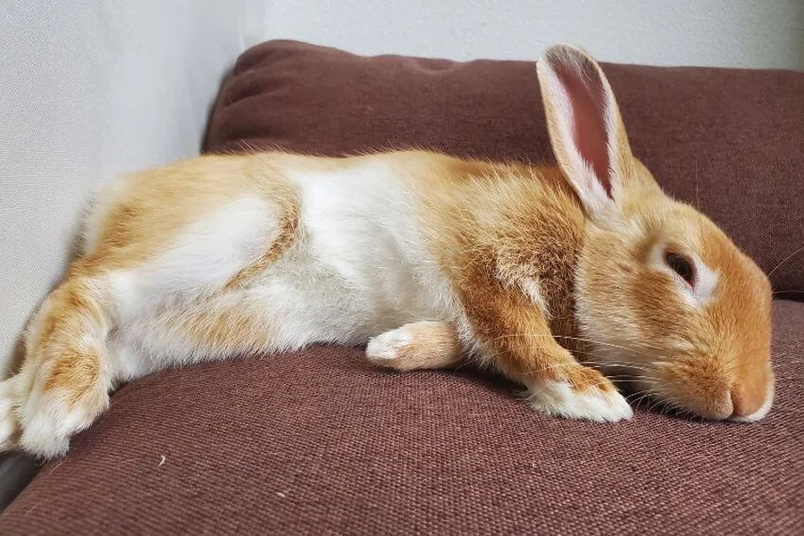 signs your rabbit is dying