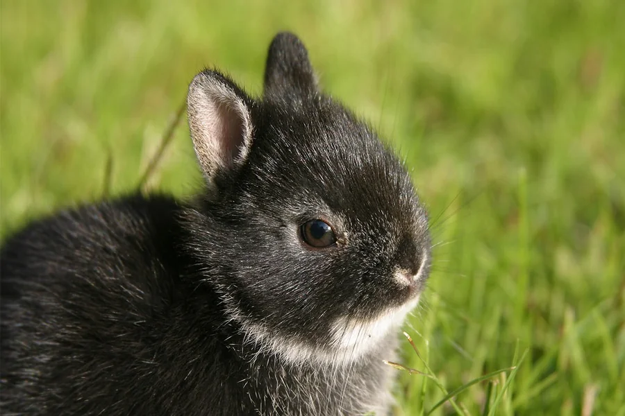 small rabbit breeds