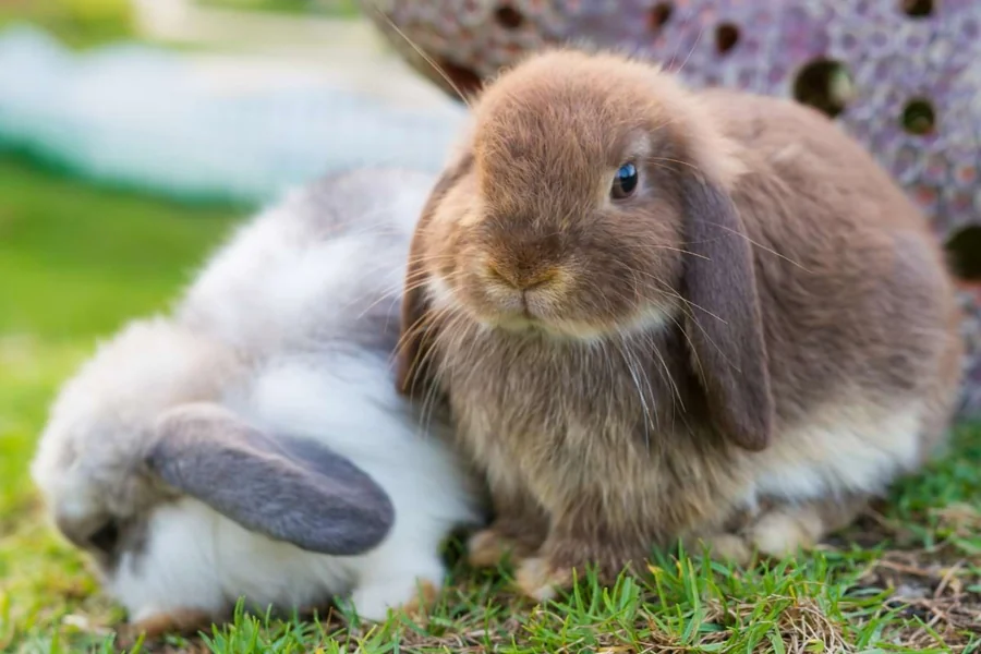 small rabbit breeds