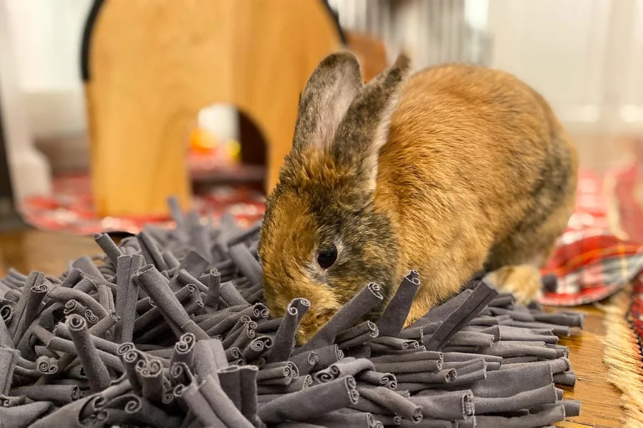 toys for rabbits