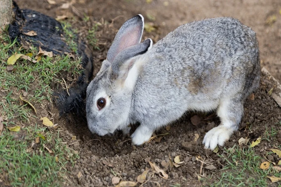 why do rabbits dig holes