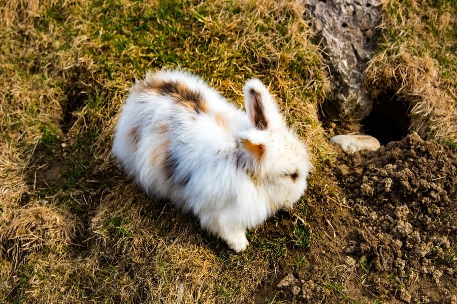 why do rabbits dig holes
