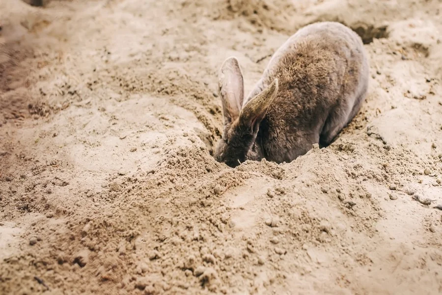 why do rabbits dig holes