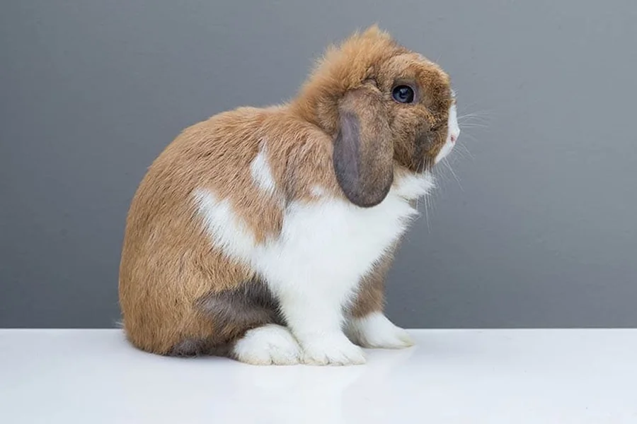 why is my bunny shaking