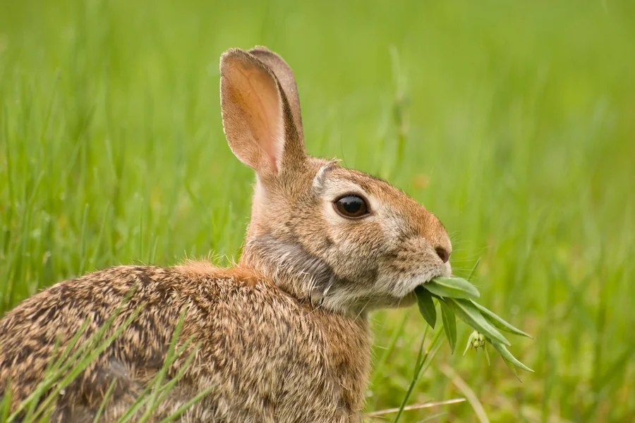 wild rabbit food