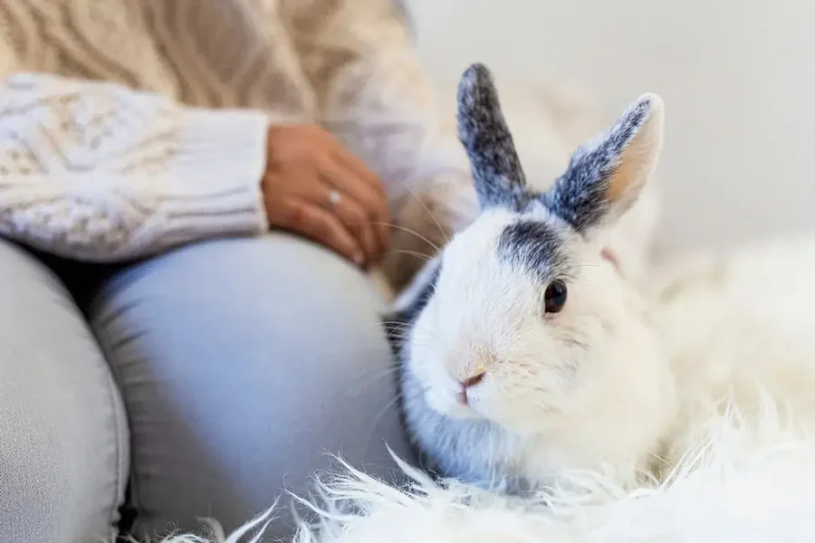 Simple Ways Bunny Lovers Unwind After A Long Day