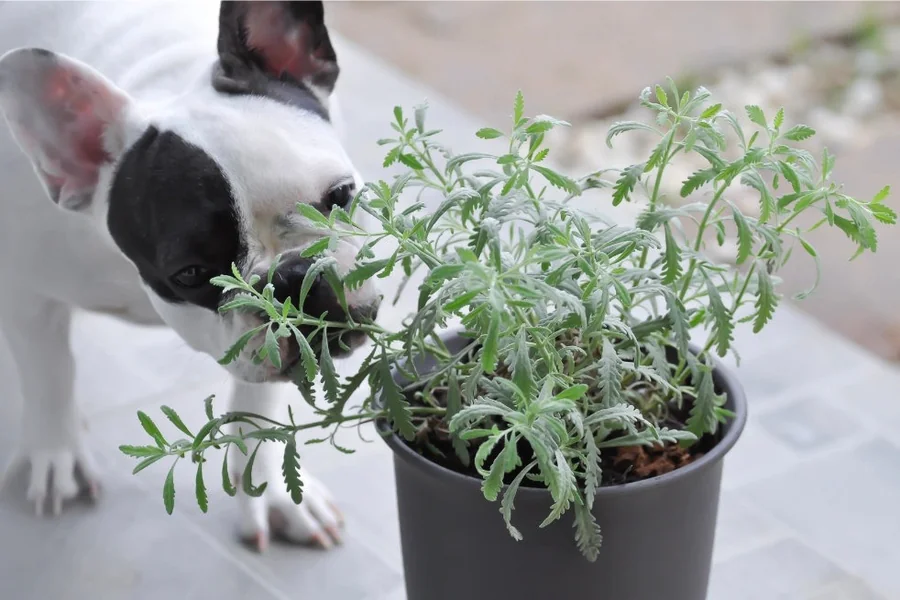 Understanding the Role of Green Herp in Treating Dog Seizures