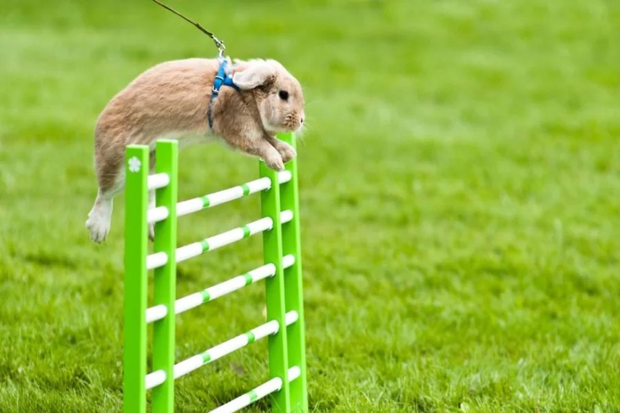 Rabbit