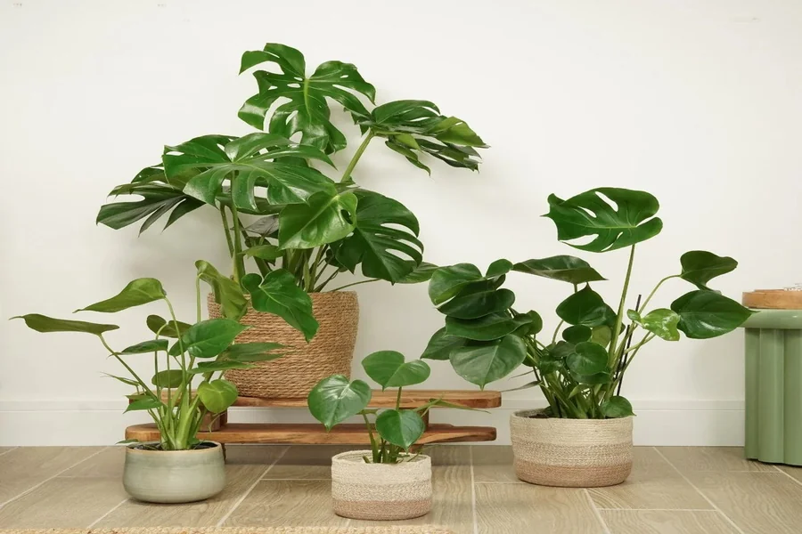 Cheese Plant
