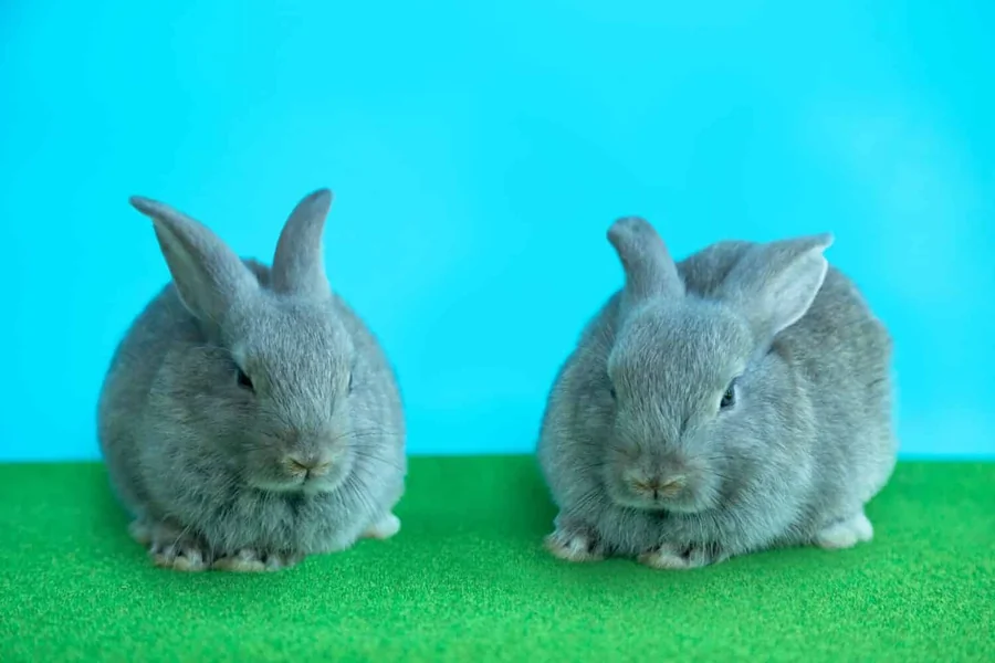 Male vs Female Rabbits