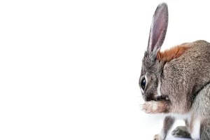 Bunny Grooming: 4 Vital Parts (Fur, Ears, Teeth, Nails)