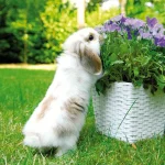 Can Rabbits Eat Lavender