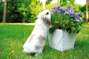 Can Rabbits Eat Lavender? Plants That Are Safe For Rabbits