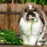Herbs for Rabbits