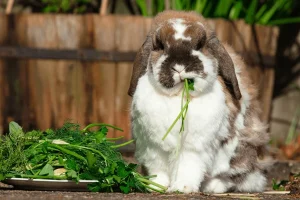 Herbs for Rabbits: Healthy Herbs Your Rabbit Can Eat