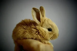 How To Take Care Of A Bunny? 6 Essential Steps