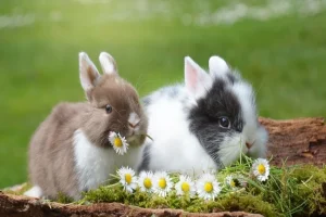 Male vs Female Rabbit: Pros and Cons
