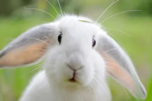 15 Rabbit Sound Names and What They Mean