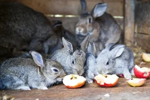 What Do Bunnies Eat? 4 Food Groups + Treats