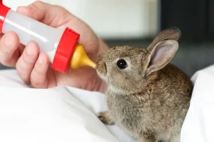 Can Rabbits Drink Milk? Why It’s Dangerous to Give Them Milk