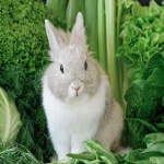 can rabbits have arugula
