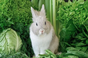 Can Rabbits Have Arugula? Vegetables for Your Pet Rabbit