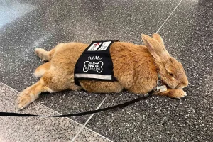 Emotional Support Bunny: Perfect Calm and Comfort Buddy
