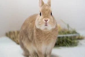 How Big is a Rabbit? Smallest and Largest Breeds