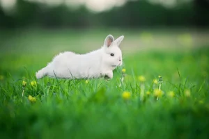 How Fast Can a Rabbit Run? The Speed of a Rabbit