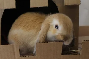 Is Cardboard Safe for Rabbits? Safe Chewing and Play