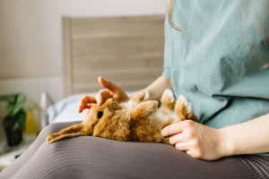 An Illustrated Guide of Rabbit Body Language