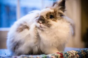 Rabbit Dewlap: Double Chin of a Rabbit