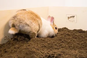 How to Build A DIY Rabbit Digging Box