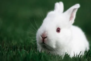 Why There are Some Red Eyed Rabbits?