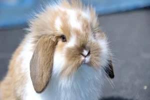 Sad Signs That Might Mean a Rabbit Is Dying